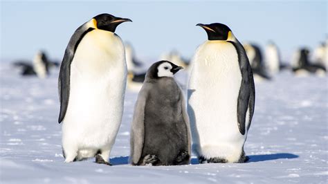 Penguin Family Review 2024